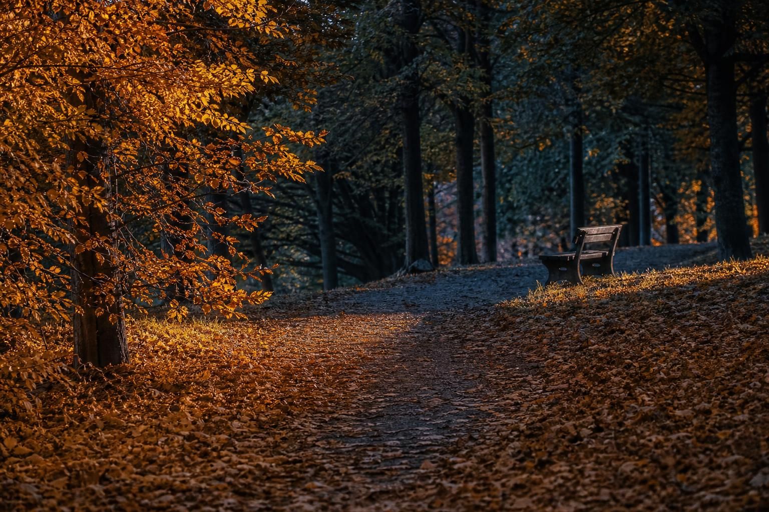 Herbstweg zwischen Licht und Schatten